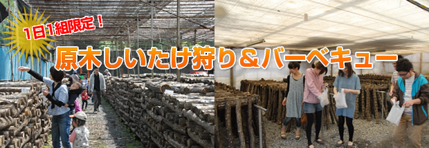 しいたけ狩り