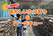 しいたけ狩り